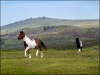 ponies-in-a-landscape-fd2724981f5c81916e641969266d12a06c507613