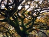 autumn-oak-5d3f3d1290516173e07c7d7294770d3f10b1e99f