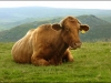 cow-1f083855deb0811b69f193afebe3374583e1da4e