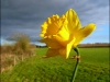 daffodil-aea4dde0d8c0bad415335266d9031c119e2c7e81