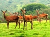 deer-17e7604ec5beb2cb078669c0c2f3025a156f02df