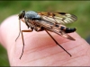 fly-b6ca9a58855d8f192b9902adce2d61f994ba8005
