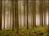 forest-970de0db45a2865117536dad95612c19a3834e95