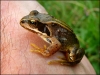 frog-c19ea024684396bcee3d353abb17b253910672e8