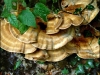 fungi-3f8c81fed1729f0144f42080073ee5383a34c827
