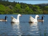 geese-d42d22d0dfba9f33123bd5742a4f8474245f37c0