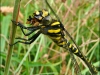 golden-ringed-dragonfly-243fe7371e4cafd235f2d2f84d4ed75f4997bd5a