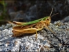 grasshopper-f0da98ceec5088b2e14a4c9c9444874538b7881f