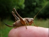 grasshopper-on-finger-b46de529446aef347c20d1956f06b18a4c98c7b3