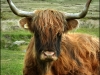 horns-544945795582819be3ac2e3486ca9399d0a17348