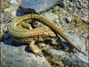 lizard-7b19ad9134f23ec8b096e71d0dd0708f39d454d9