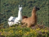 long-necked-dartmoor-pony-80413ad87ba59b30f920f609ecd43fa1c89e9a25