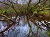 pond-ab9813a5c00dbb13c9e3999ec2379a1ce7c386ca