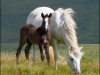 ponies-94357500675ec23fda0fda1f237f1f90ce813981
