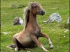 pony-34ba836eebd7cf102ee169aae8a9d5122dc1c3e7