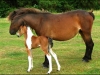 pony-and-foal-d50c6b3e28be04100d592e9386737198b0e0d788