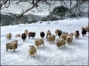 sheep-in-snow-80eaaf27fe0e383a143c498c6059583976b708f5