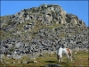 sheeps-tor-and-pony-671d45b8be696caed5a25fa6543edba6a6c1858c