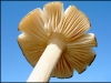toadstool-dc73444f5141700fc0719fefa901e425101ba880
