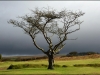 tree-a195bfa228585cd1de15bebc7259e8dfdaacf86d